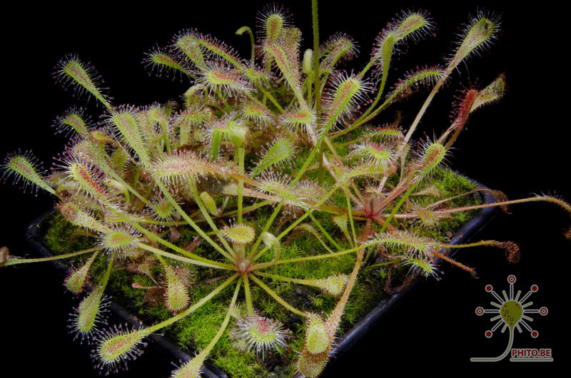 Drosera nidiformis
