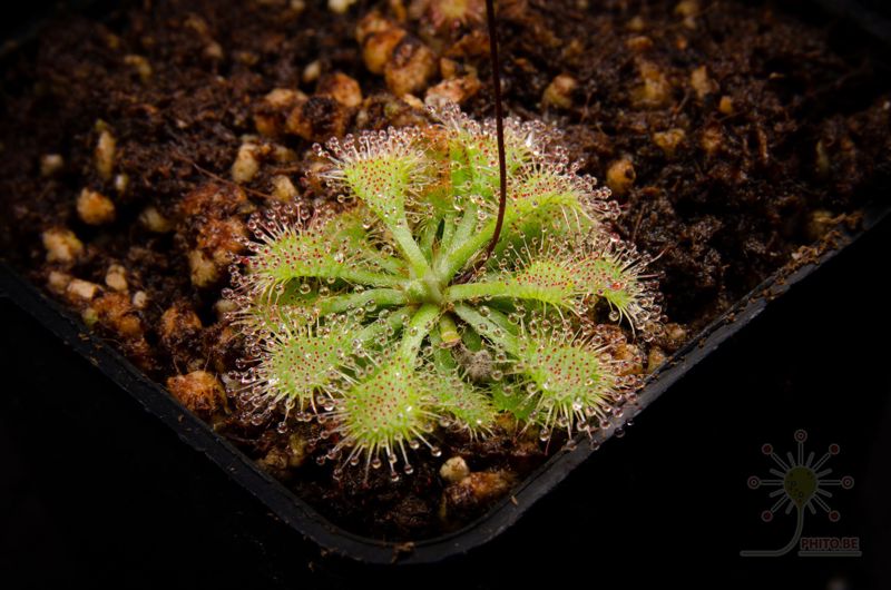 Drosera capillaris