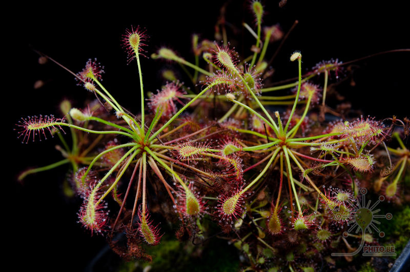 Drosera flexicaulis