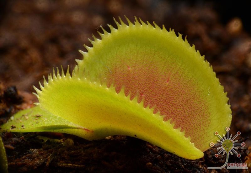 Dionaea muscipula “Microdent”