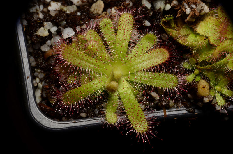 Drosera coccipetala