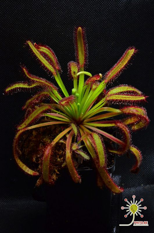 Drosera capensis