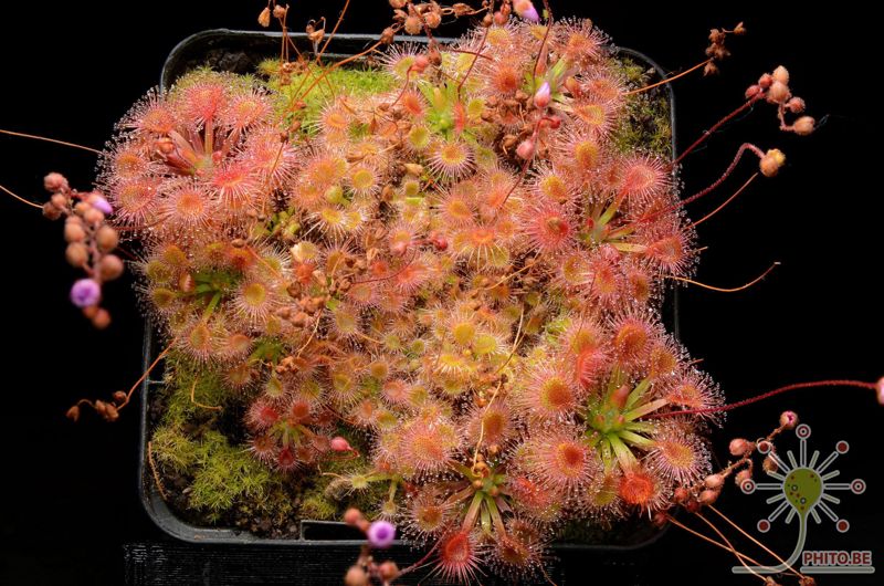 Drosera omissa x pulchella