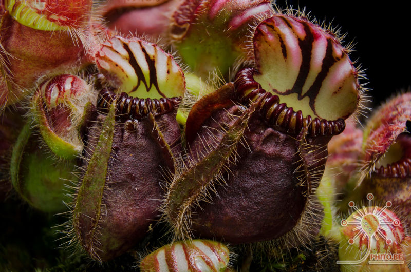 Cephalotus follicularis