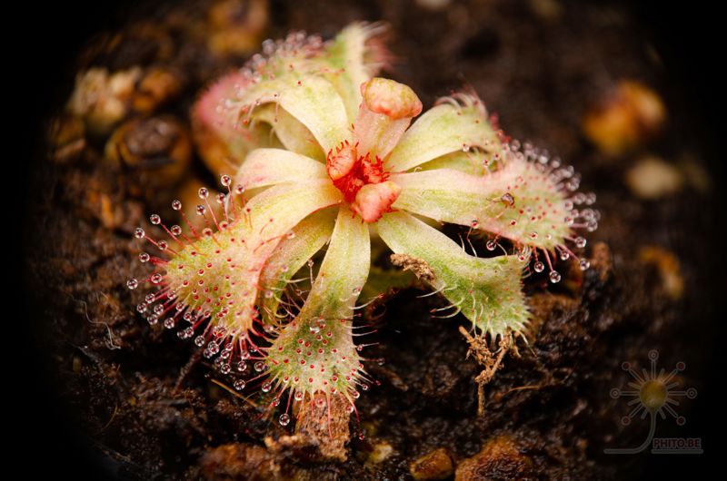 Drosera slackii