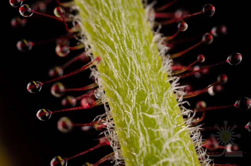 Drosera magnifica
