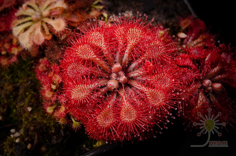 Drosera esmeraldae