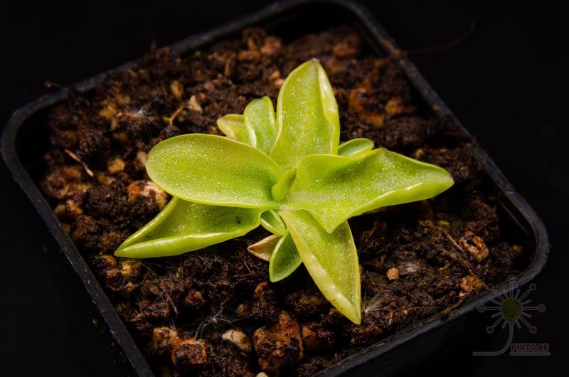 Pinguicula grandiflora