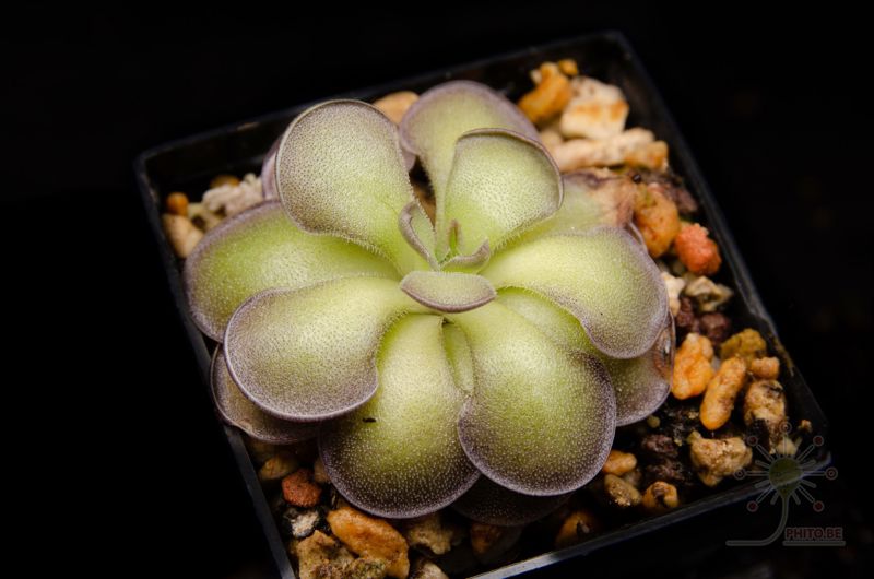 Pinguicula cyclosecta