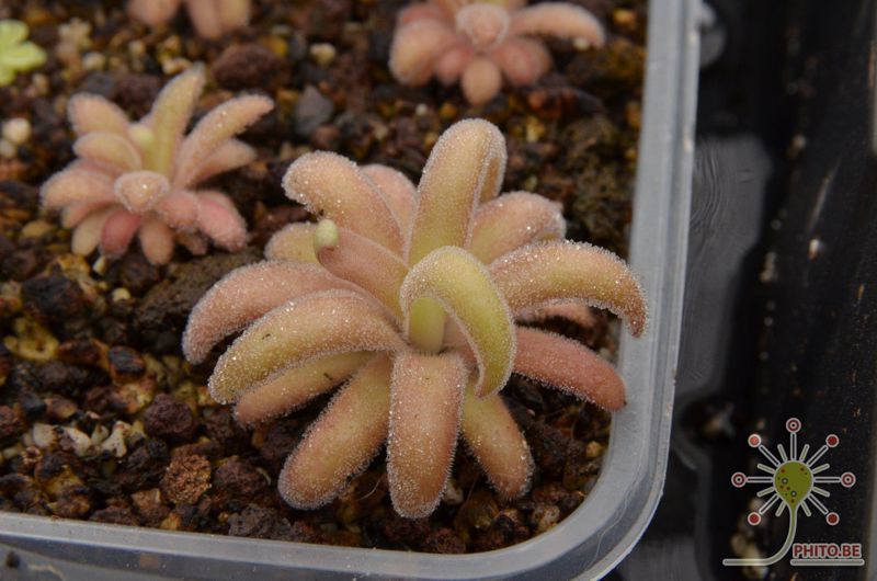 Pinguicula agnata x gypsicola