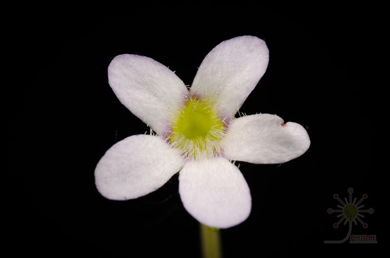 Pinguicula agnata