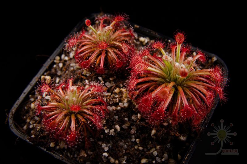 Drosera solaris