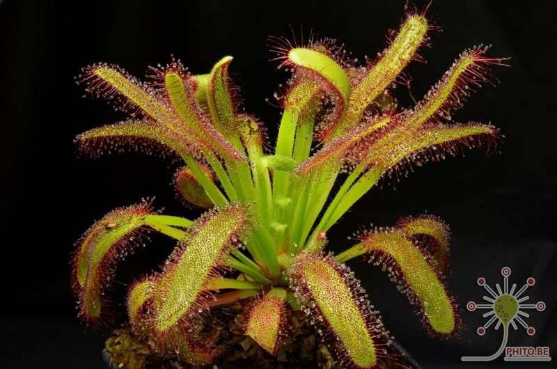Drosera capensis WF x aliciae