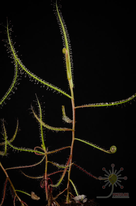 Drosera finlaysoniana