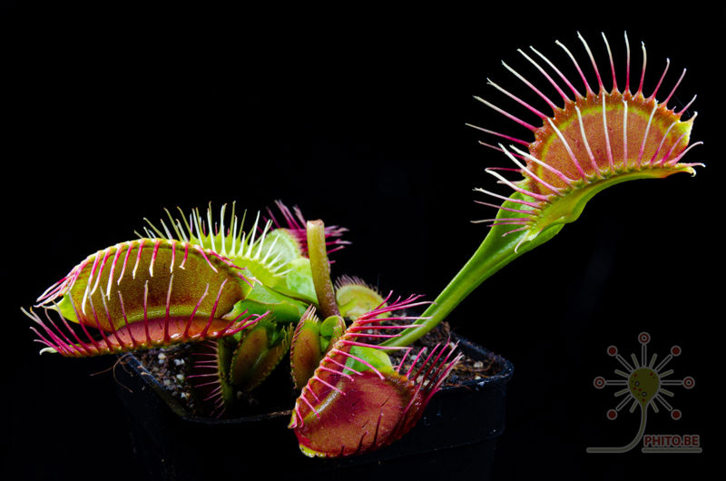 Dionaea muscipula “Phalanx”