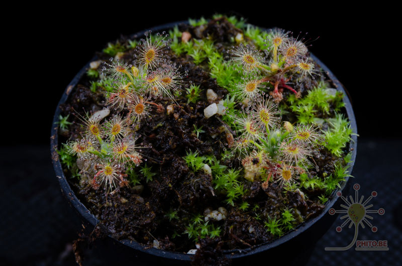 Drosera x “Sippe”