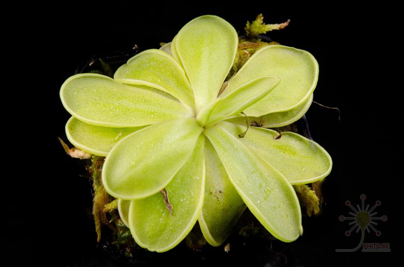 Pinguicula emarginata “white flower”