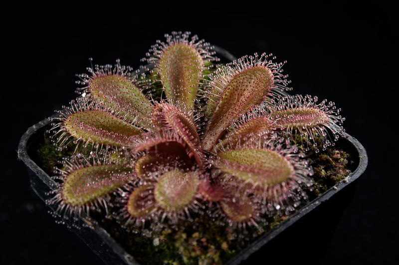 Drosera tubaestylis