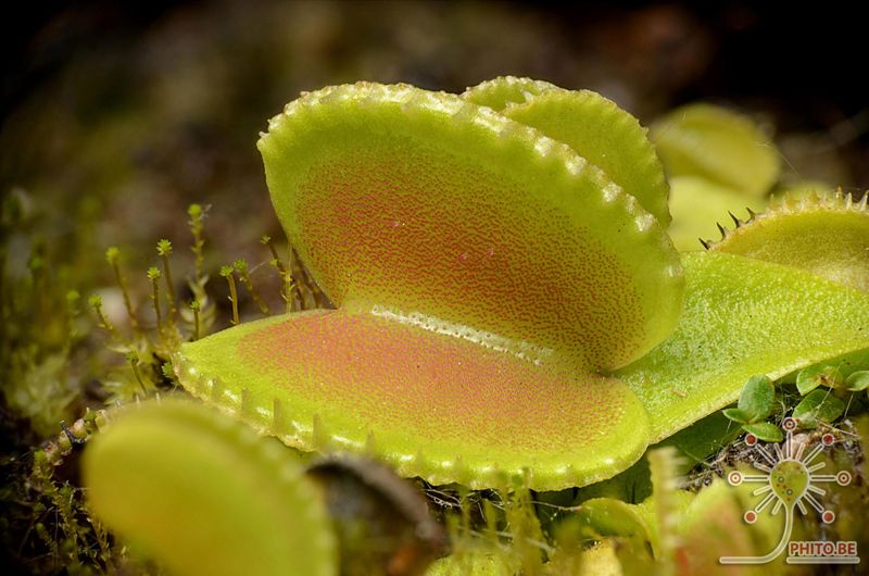 Dionaea muscipula “Coquillage”