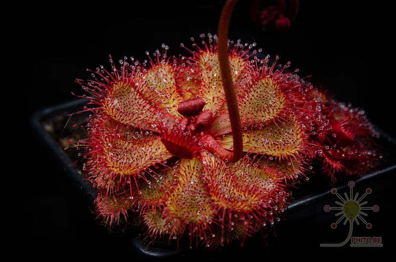 Drosera slackii