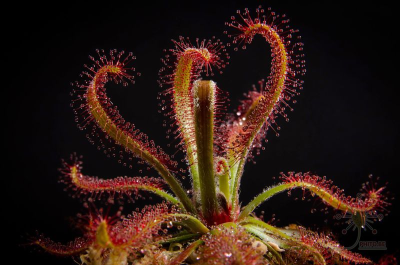 Drosera latifolia