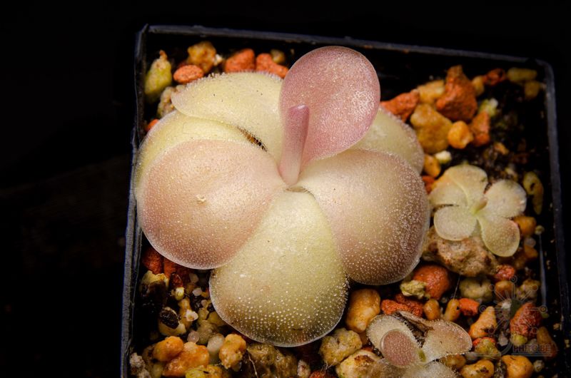 Pinguicula agnata x “Sethos”