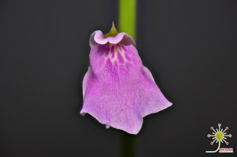 Utricularia calycifida