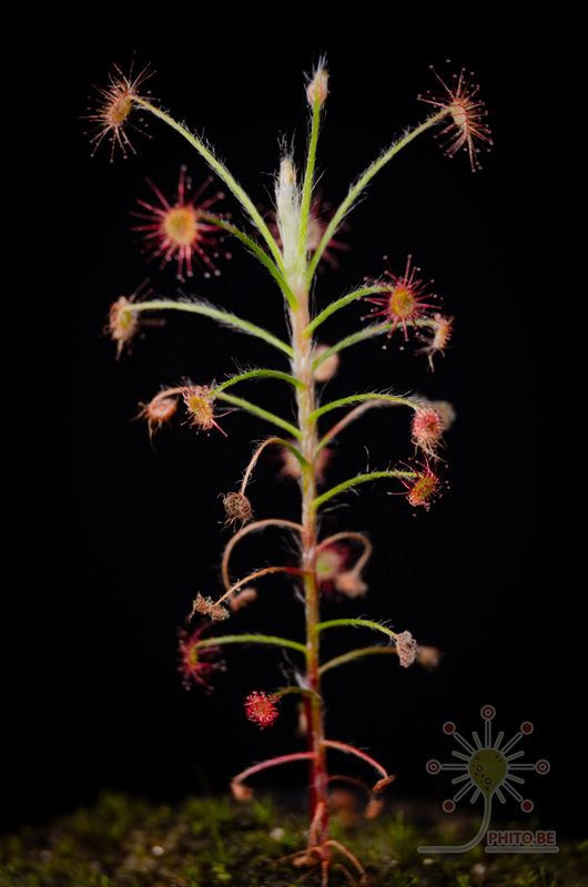 Drosera paradoxa