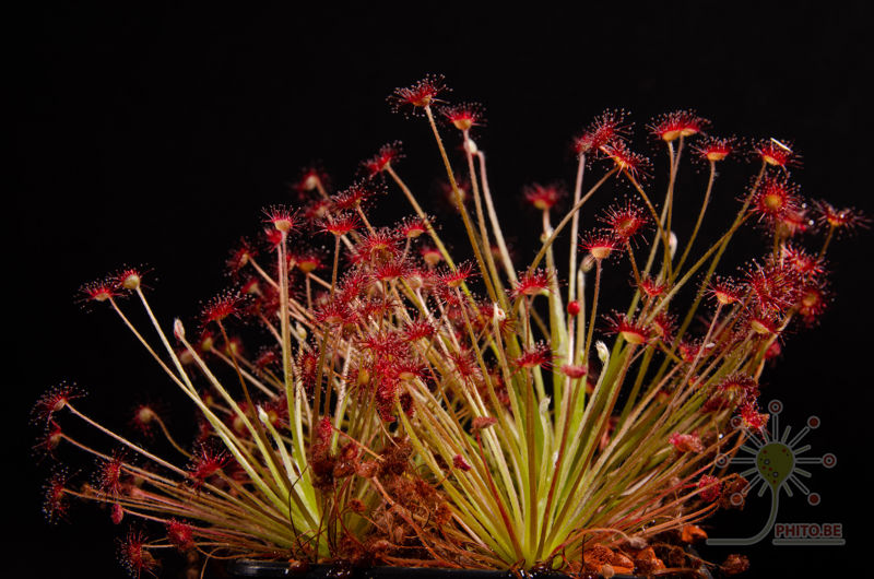 Drosera aff. paradoxa
