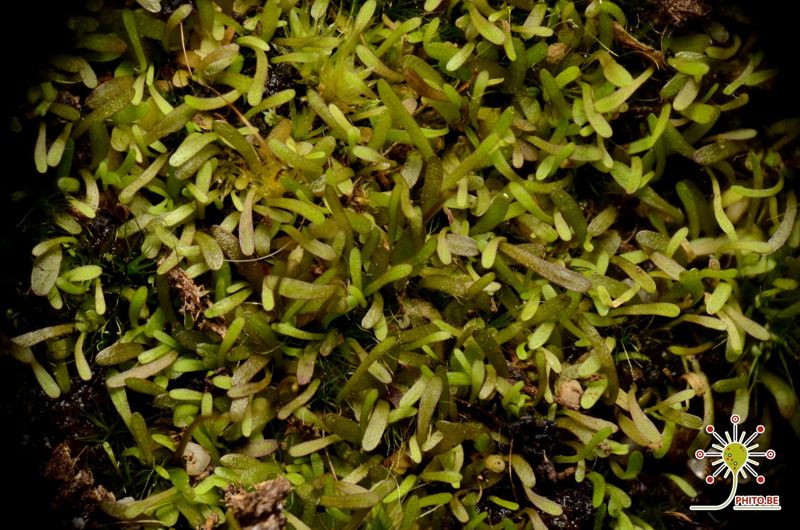 Utricularia bisquamata