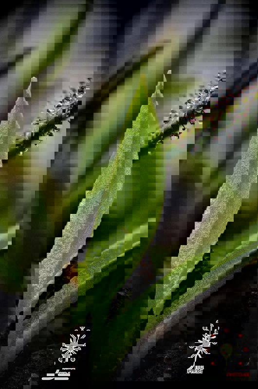 Drosera murfetii “Giant form”