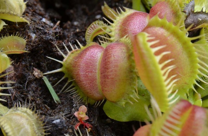 Dionaea muscipula “Galaxy”
