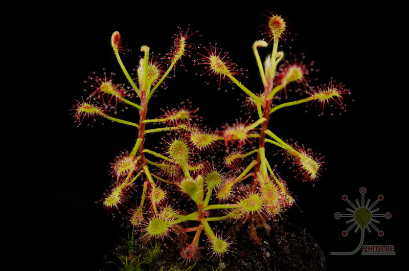 Drosera madagascariensis