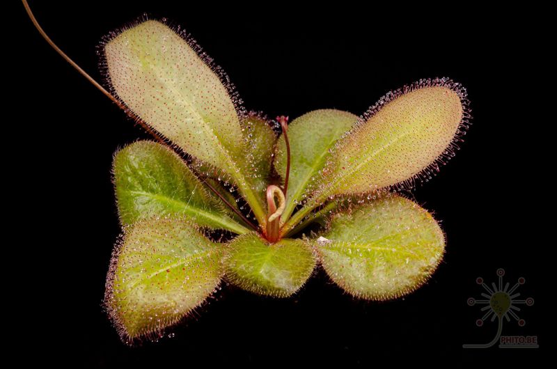Drosera x “Andromeda”