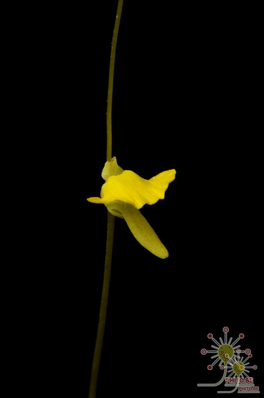 Utricularia troupinii