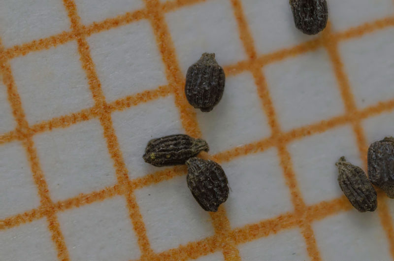 Drosera cucullata – 10+ seeds