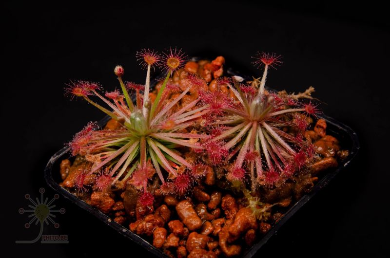 Drosera aff. paradoxa “tiny”