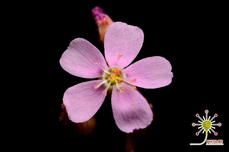 Drosera tomentosa var. glabrata