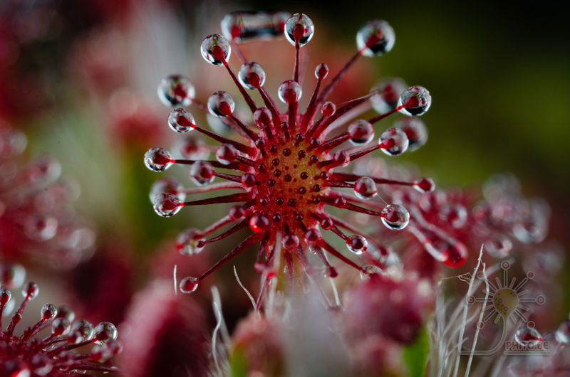 Drosera meristocaulis