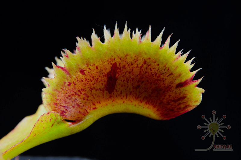 Dionaea muscipula “Scarlatine”