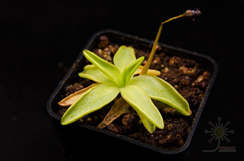 Pinguicula fiorii