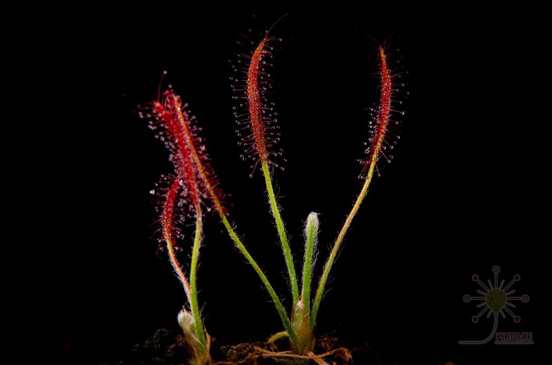Drosera camporupestris