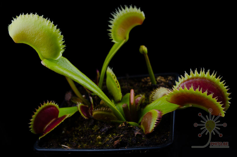 Dionaea muscipula “UK Sawtooth I”