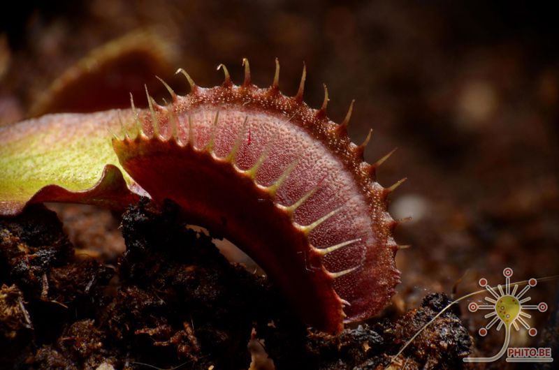 Dionaea muscipula “Royal Red”