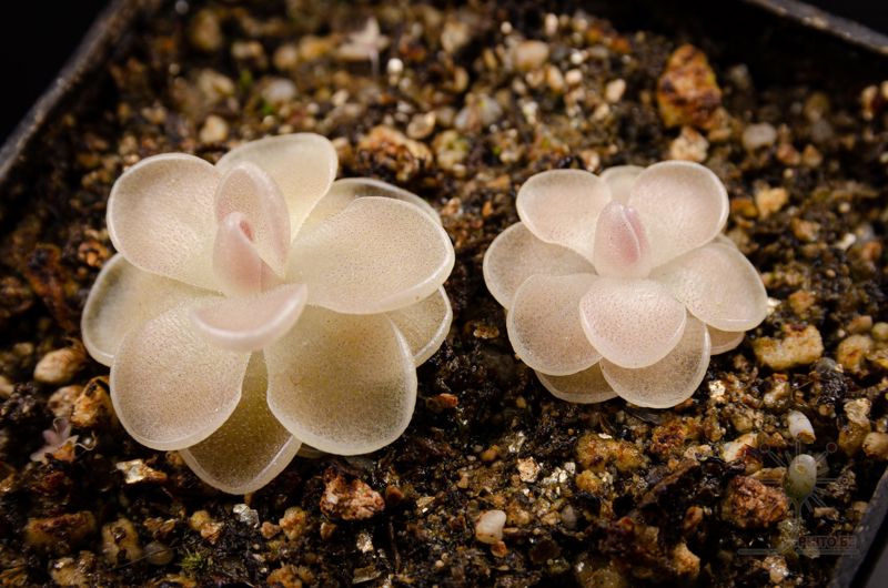 Pinguicula ehlersiae