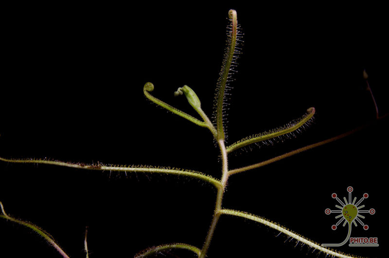 Drosera finlaysoniana – 10+ seeds