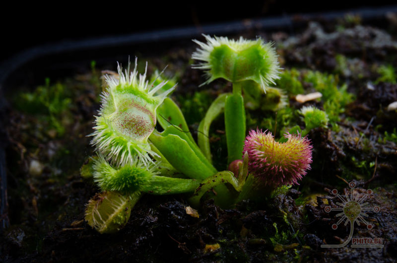 Dionaea muscipula “Cheerleader”