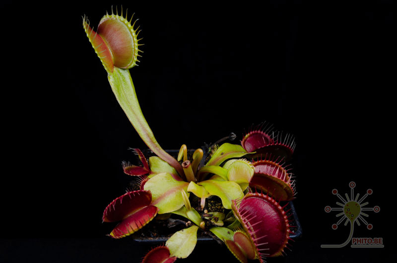 Dionaea muscipula “Giant Peach”