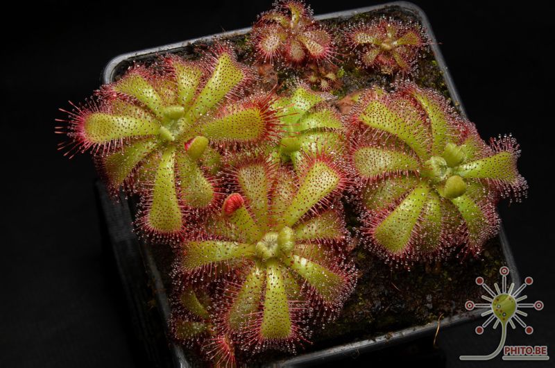 Drosera admirabilis