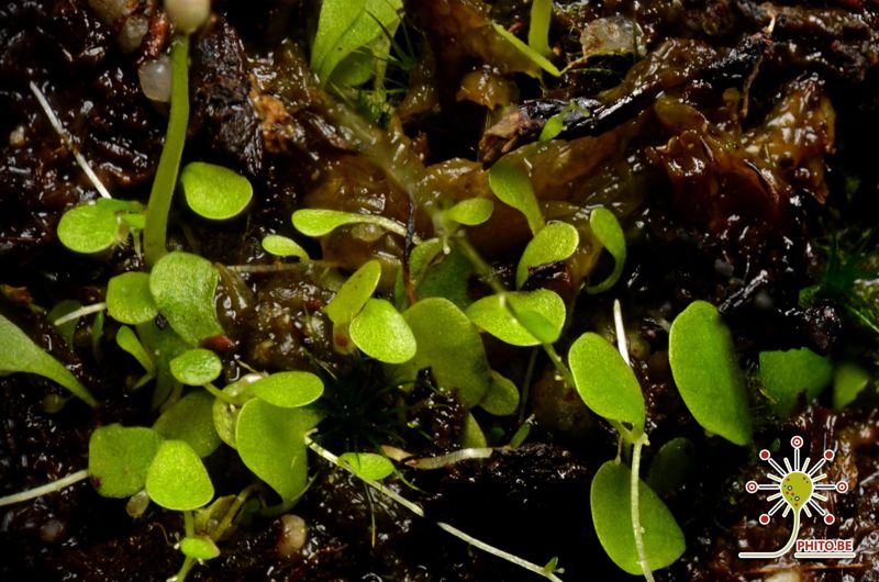 Utricularia sandersonii